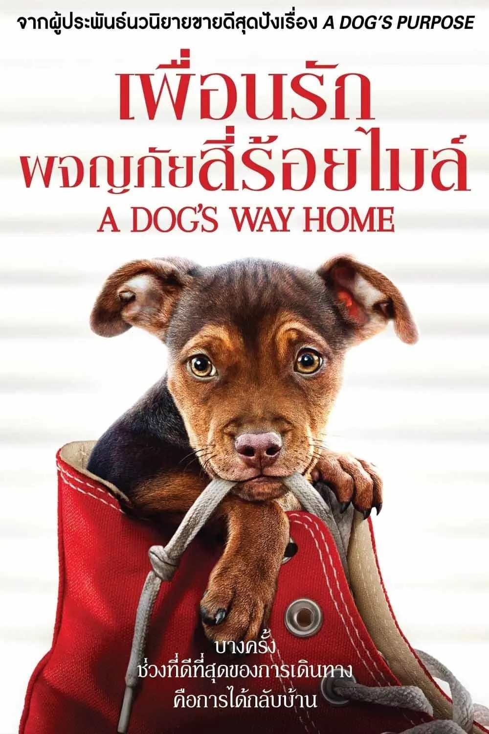 ภาพยนตร์ เพื่อนรักผจญภัยสี่ร้อยไมล์ ซับไทย ครบทุกตอน ดูฟรี HD