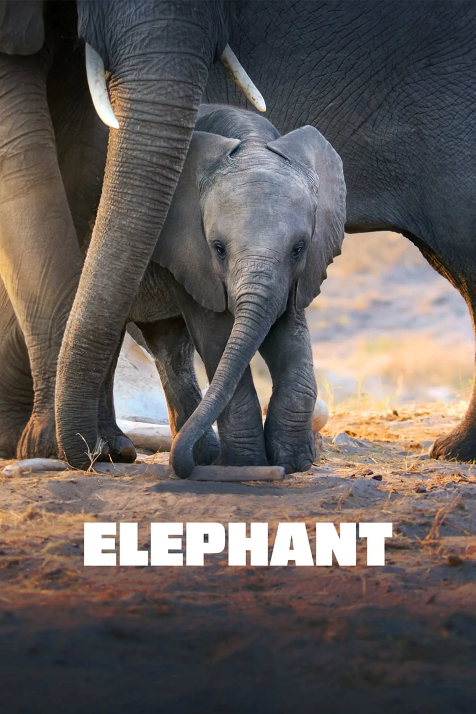ภาพยนตร์ Elephant ซับไทย ครบทุกตอน ดูฟรี HD