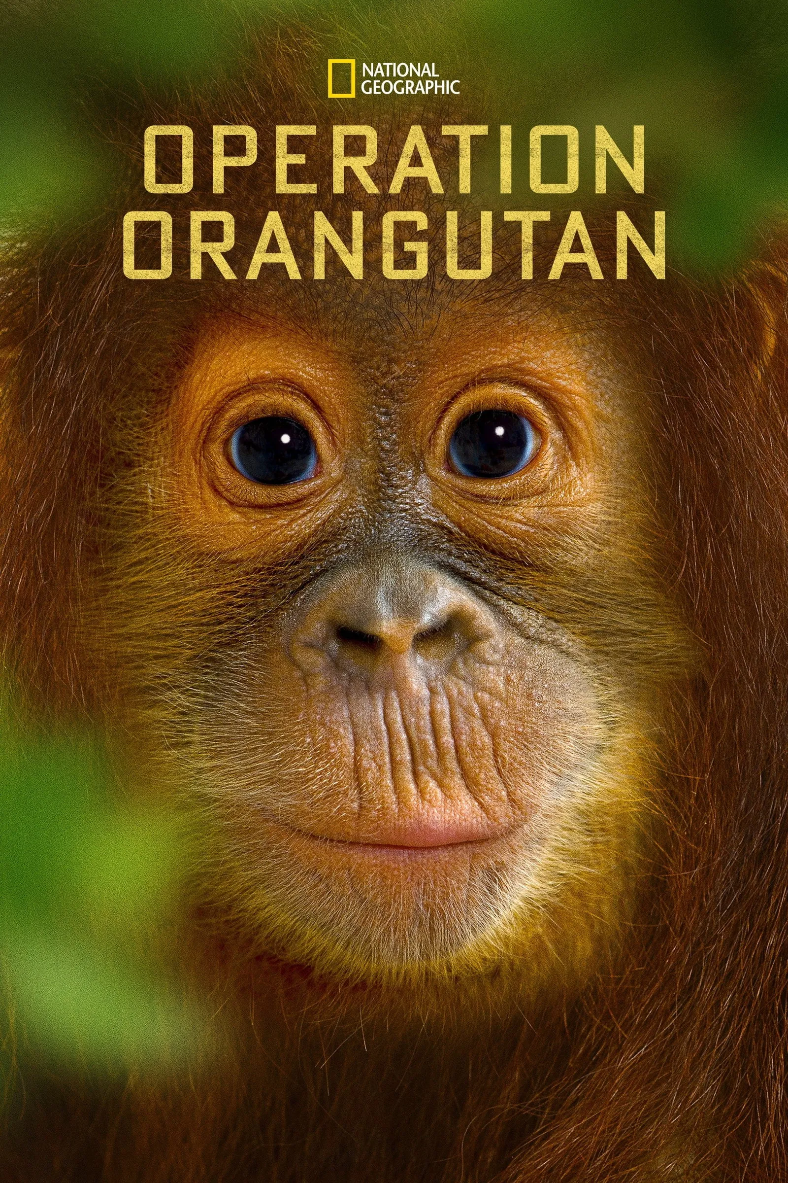 ภาพยนตร์ Operation Orangutan ซับไทย ครบทุกตอน ดูฟรี HD
