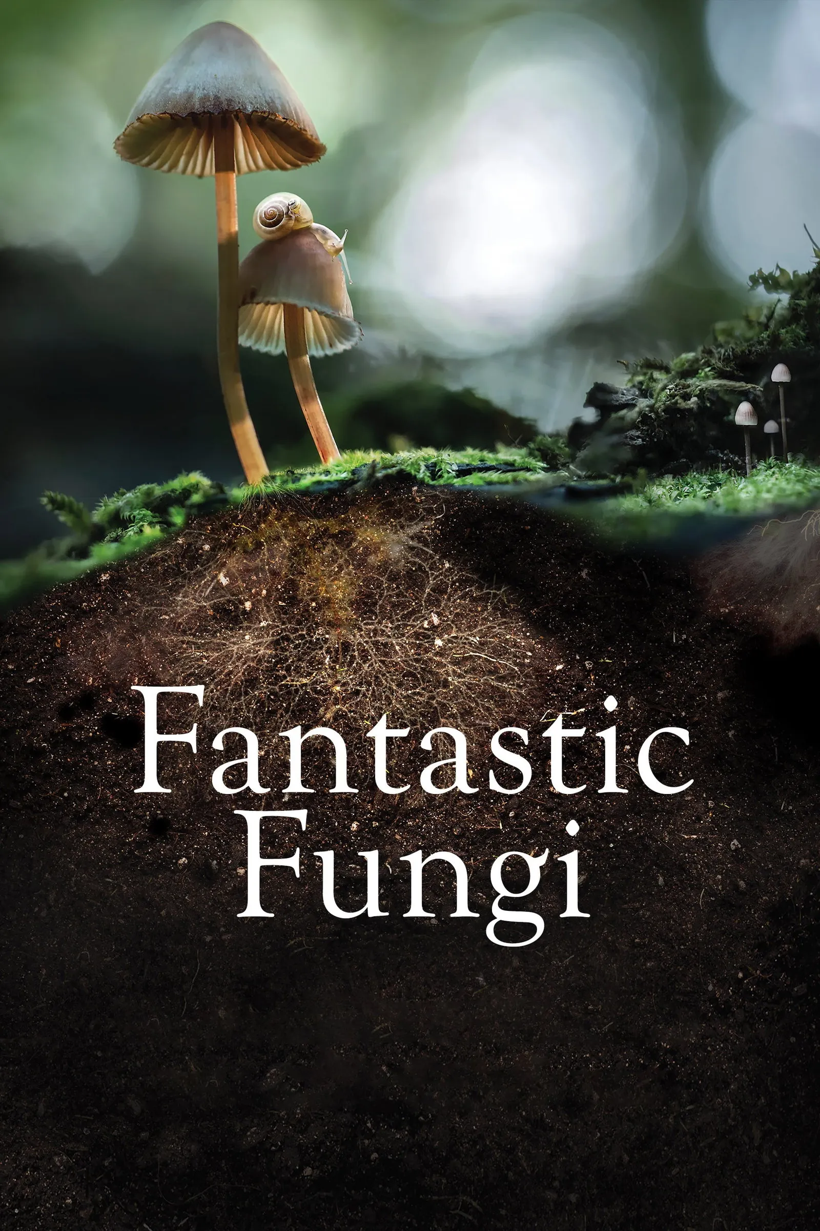 ภาพยนตร์ Fantastic Fungi ซับไทย ครบทุกตอน ดูฟรี HD