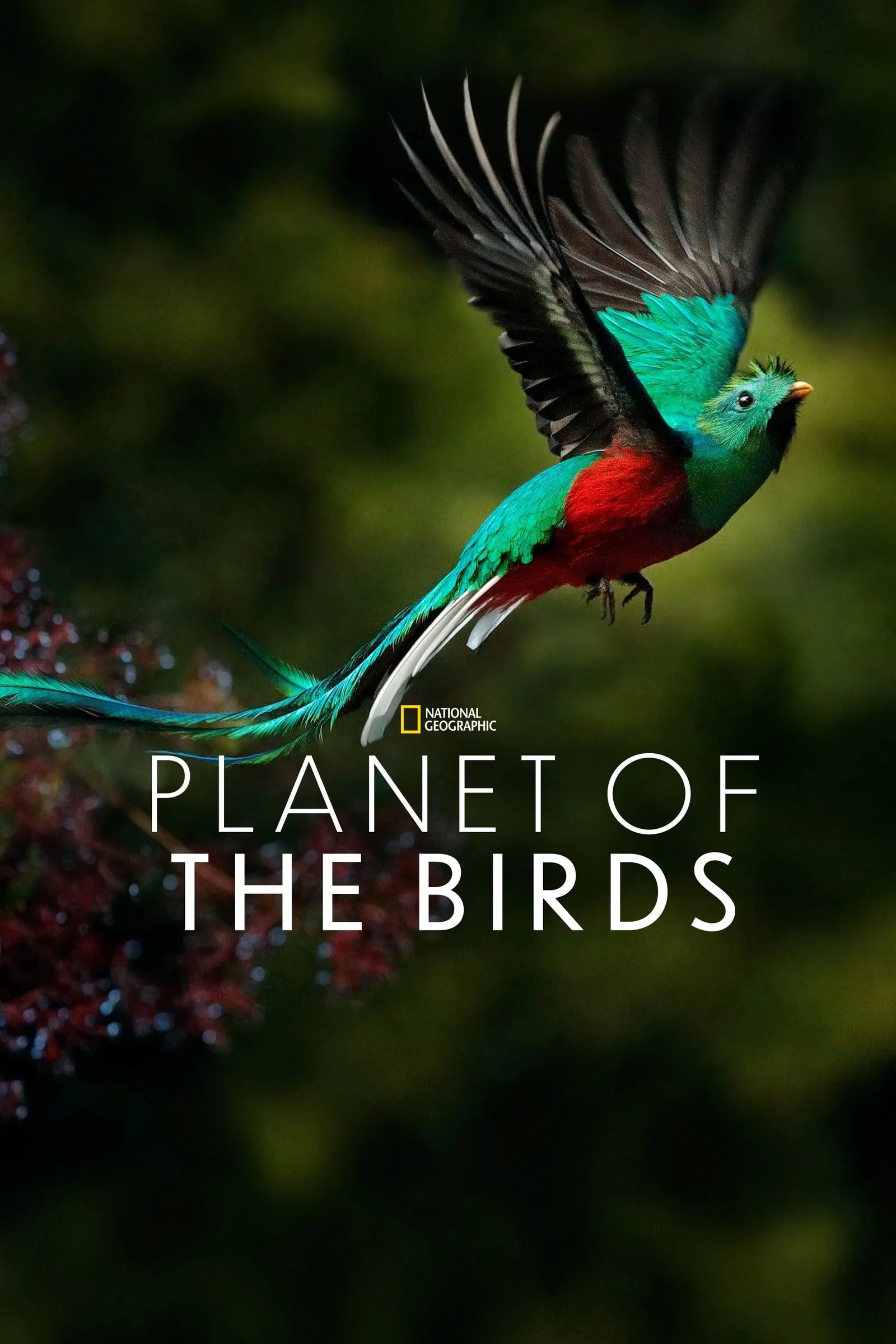 ภาพยนตร์ Planet of the Birds ซับไทย ครบทุกตอน ดูฟรี HD