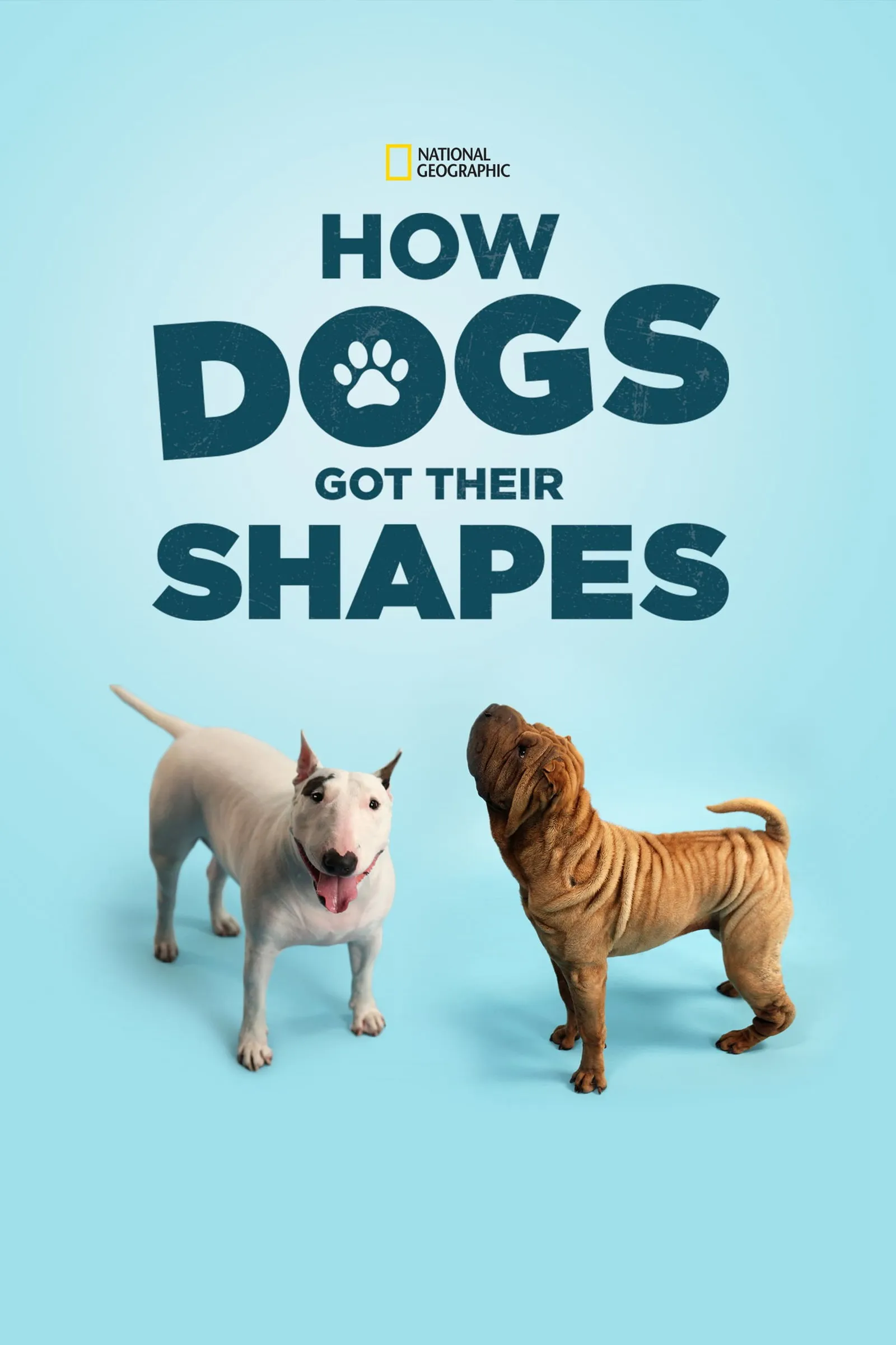 ภาพยนตร์ How Dogs Got Their Shapes ซับไทย ครบทุกตอน ดูฟรี HD