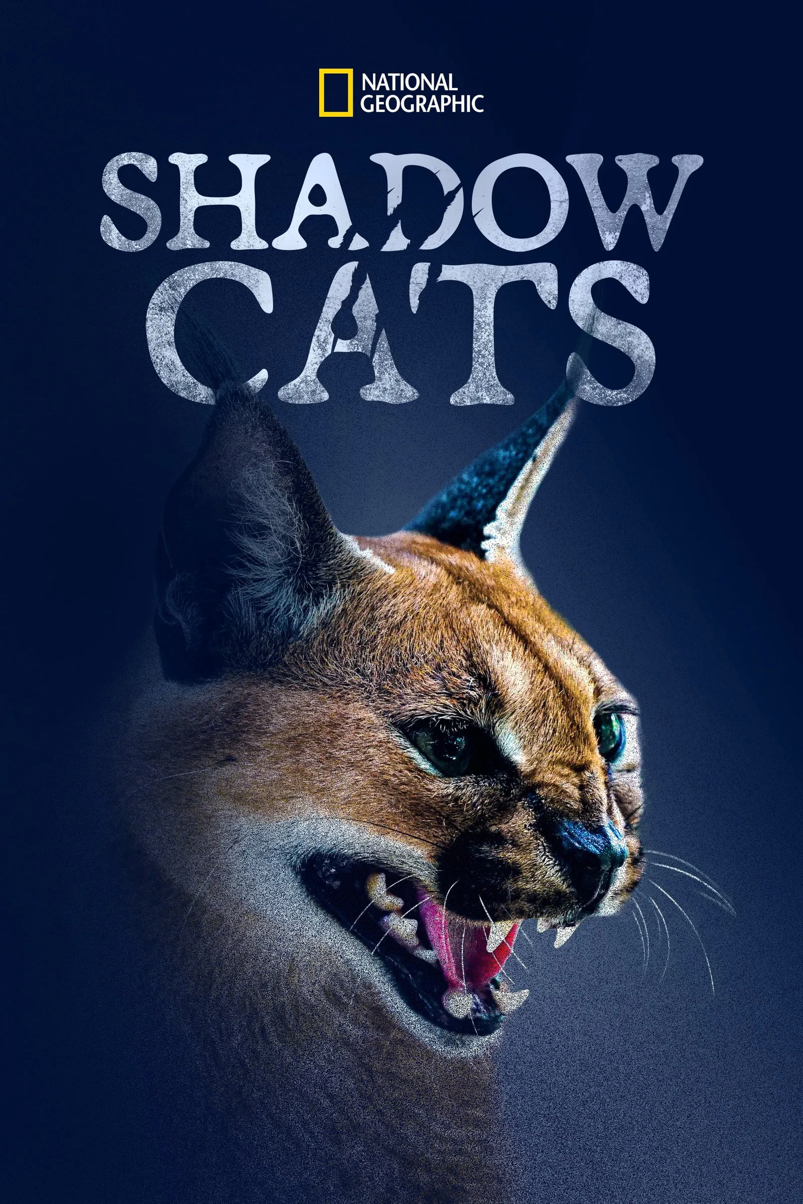 ภาพยนตร์ Shadow Cats ซับไทย ครบทุกตอน ดูฟรี HD