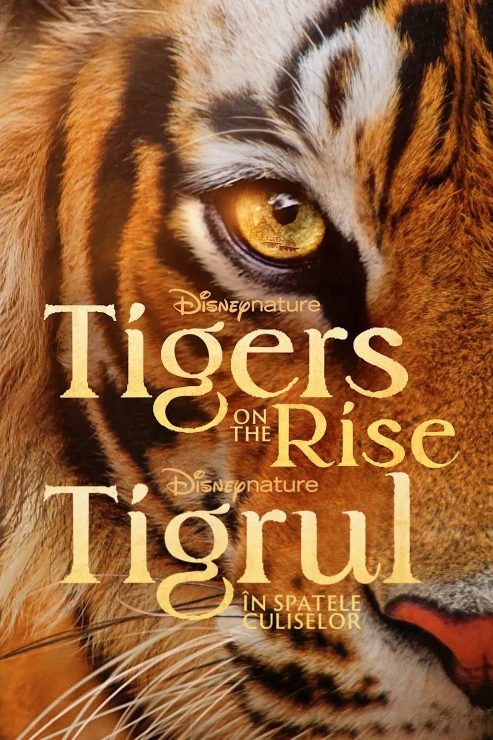 ภาพยนตร์ Tigers on the Rise ซับไทย ครบทุกตอน ดูฟรี HD