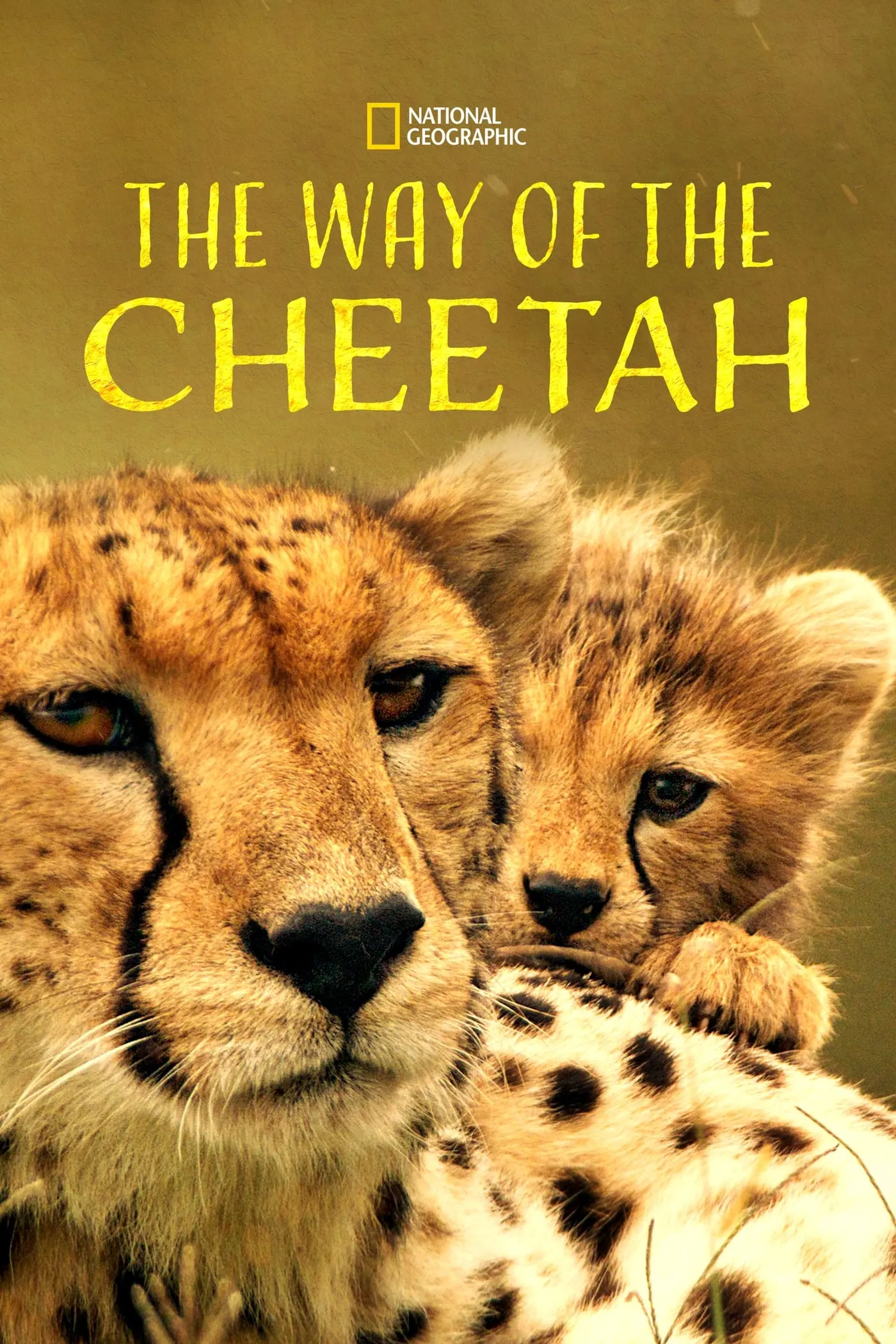 ภาพยนตร์ The Way of the Cheetah ซับไทย ครบทุกตอน ดูฟรี HD