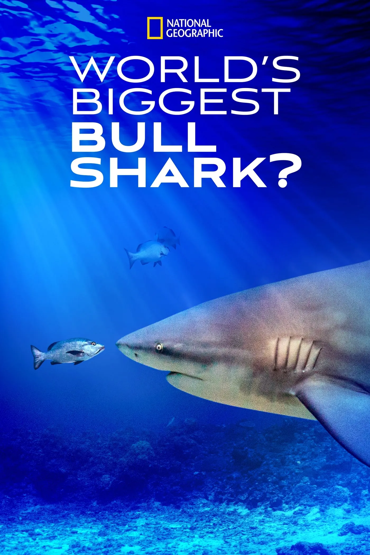 ภาพยนตร์ World's Biggest Bull Shark? ซับไทย ครบทุกตอน ดูฟรี HD