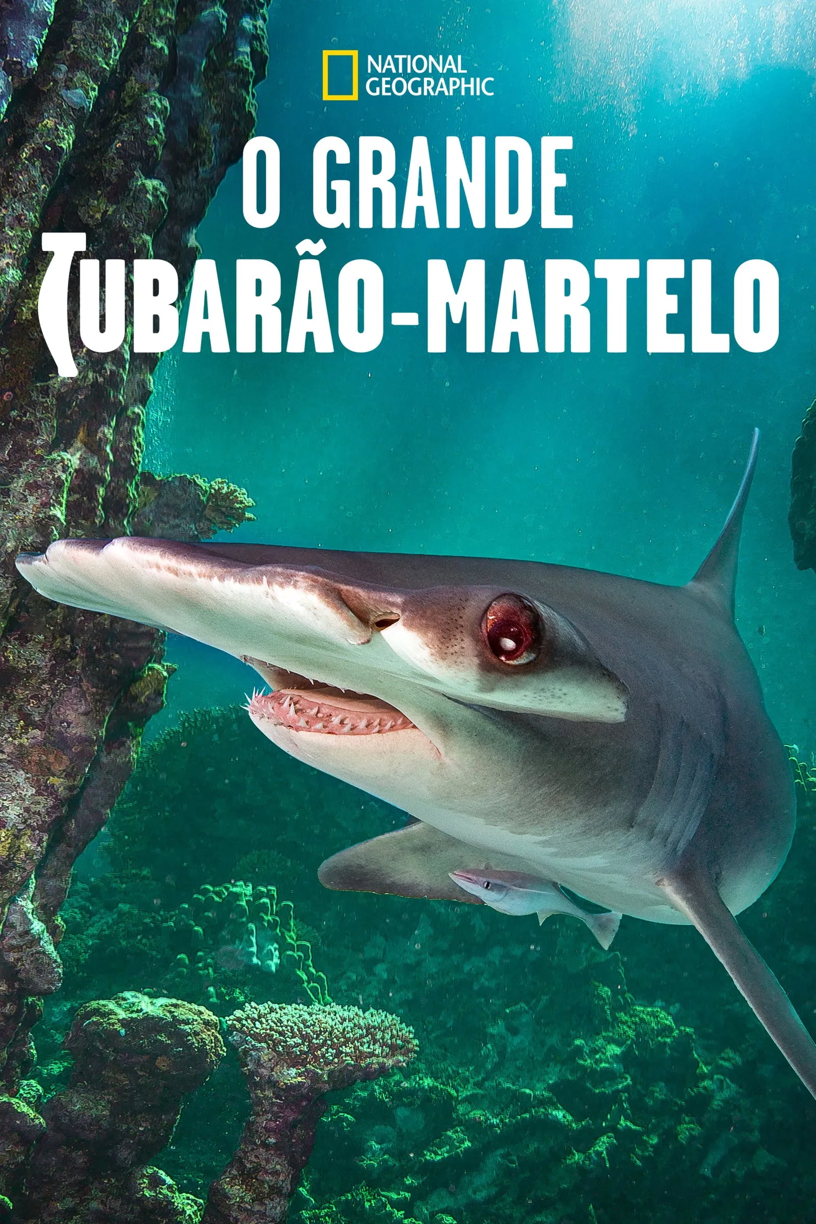 ภาพยนตร์ World's Biggest Hammerhead? ซับไทย ครบทุกตอน ดูฟรี HD