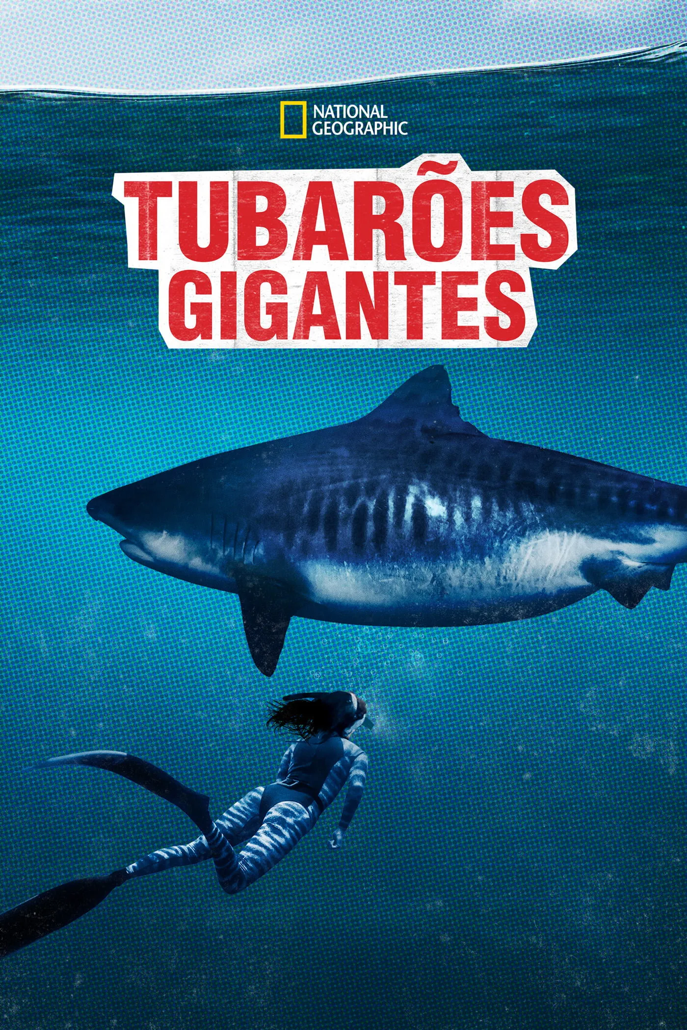 ภาพยนตร์ World's Biggest Tiger Shark ซับไทย ครบทุกตอน ดูฟรี HD