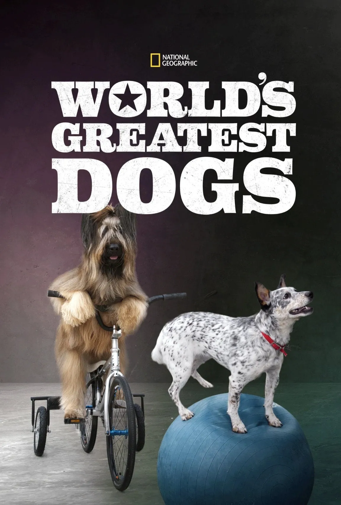 ภาพยนตร์ World's Greatest Dogs ซับไทย ครบทุกตอน ดูฟรี HD