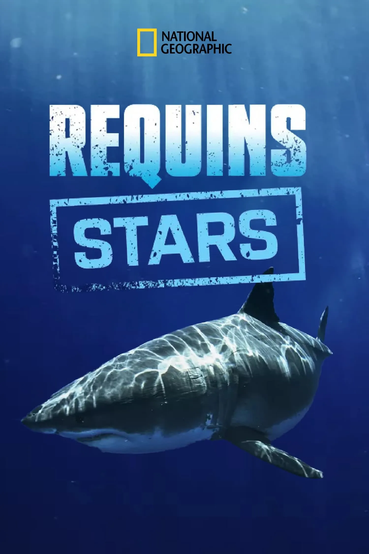 ภาพยนตร์ Most Wanted Sharks ซับไทย ครบทุกตอน ดูฟรี HD