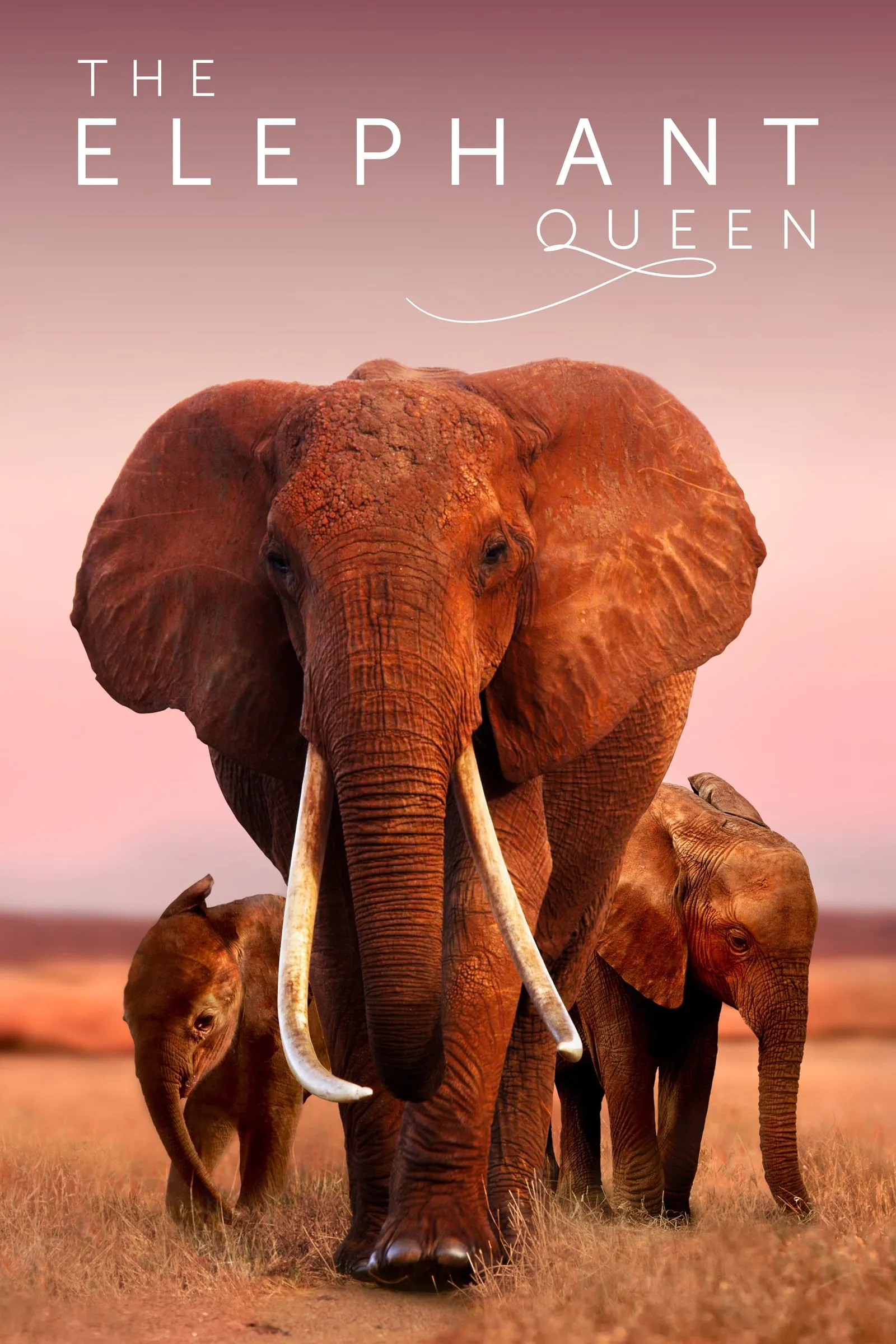 ภาพยนตร์ The Elephant Queen ซับไทย ครบทุกตอน ดูฟรี HD