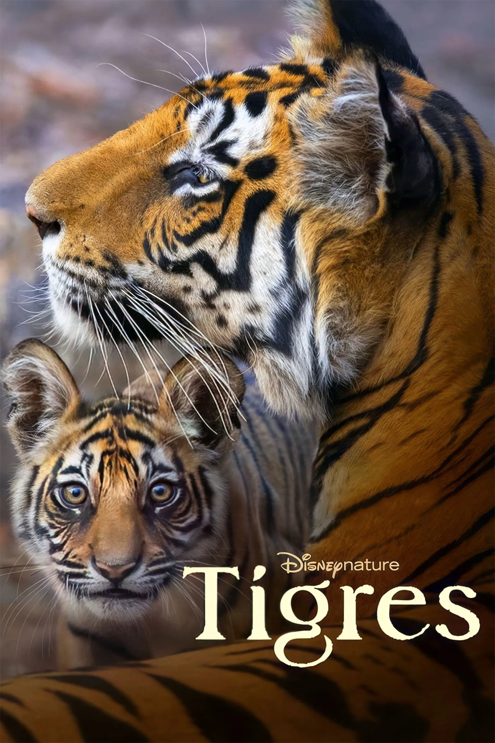 ภาพยนตร์ Tiger ซับไทย ครบทุกตอน ดูฟรี HD