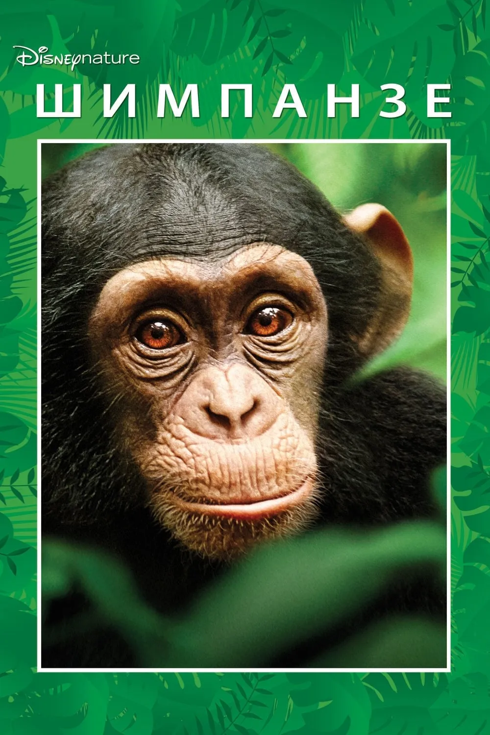 ภาพยนตร์ Chimpanzee ซับไทย ครบทุกตอน ดูฟรี HD