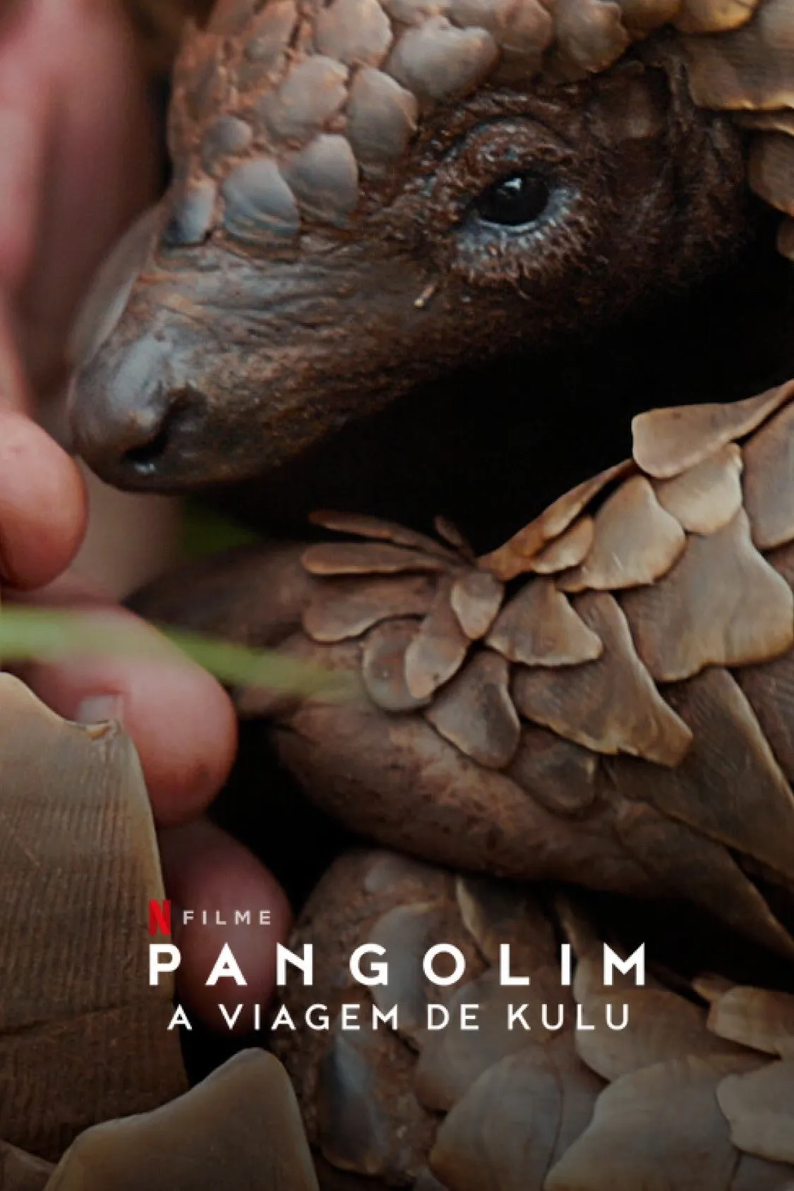 ภาพยนตร์ Pangolin: การเดินทางของคูลู ซับไทย ครบทุกตอน ดูฟรี HD