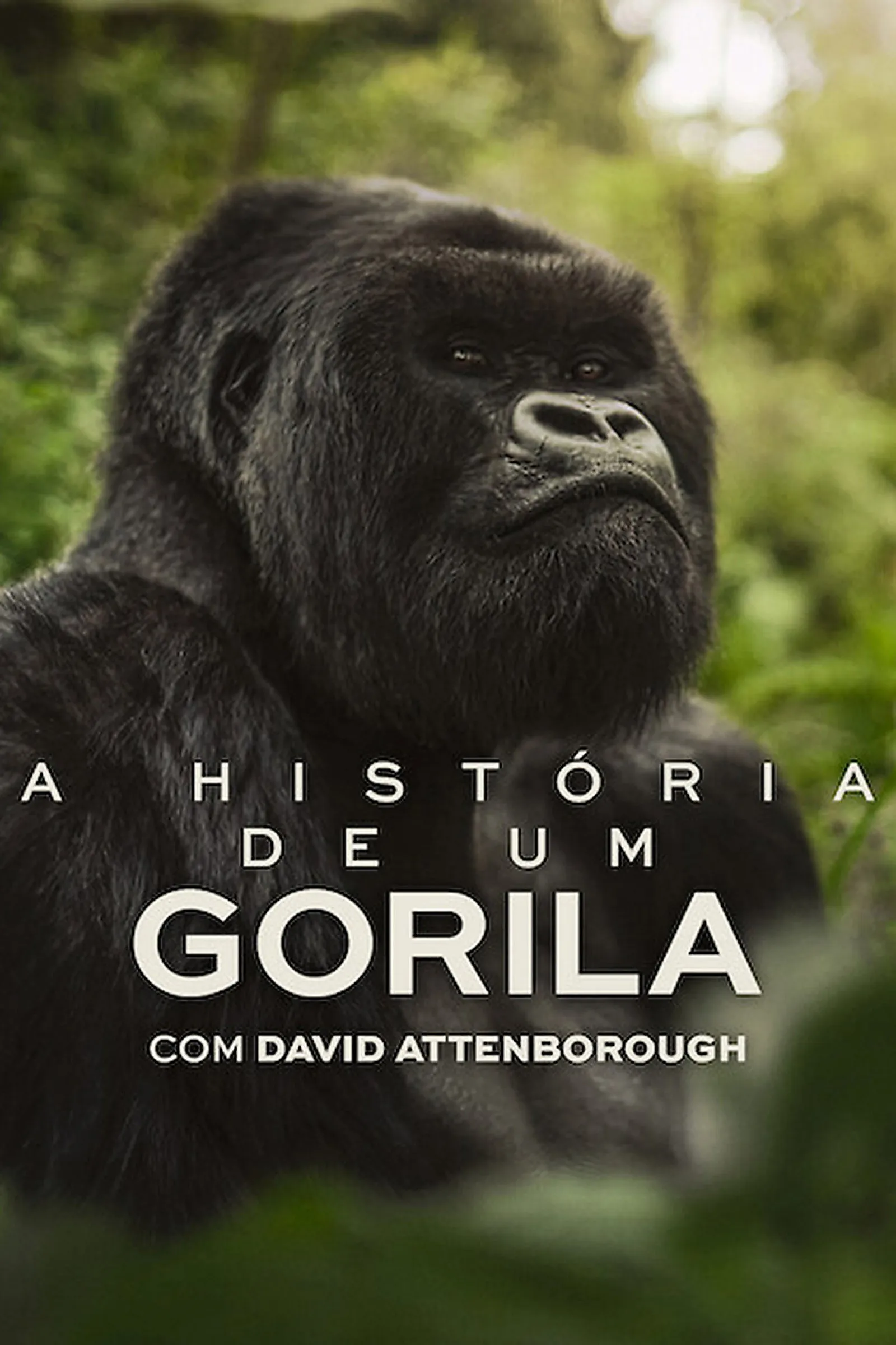 ภาพยนตร์ เล่าเรื่องกอริลลา โดยเดวิด แอทเทนเบอเรอห์ ซับไทย ครบทุกตอน ดูฟรี HD