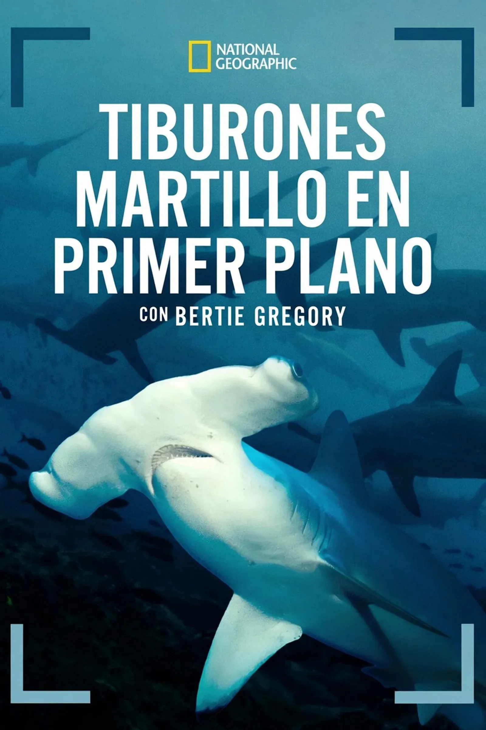 ภาพยนตร์ Hammerhead Sharks Up Close with Bertie Gregory ซับไทย ครบทุกตอน คมชัด HD