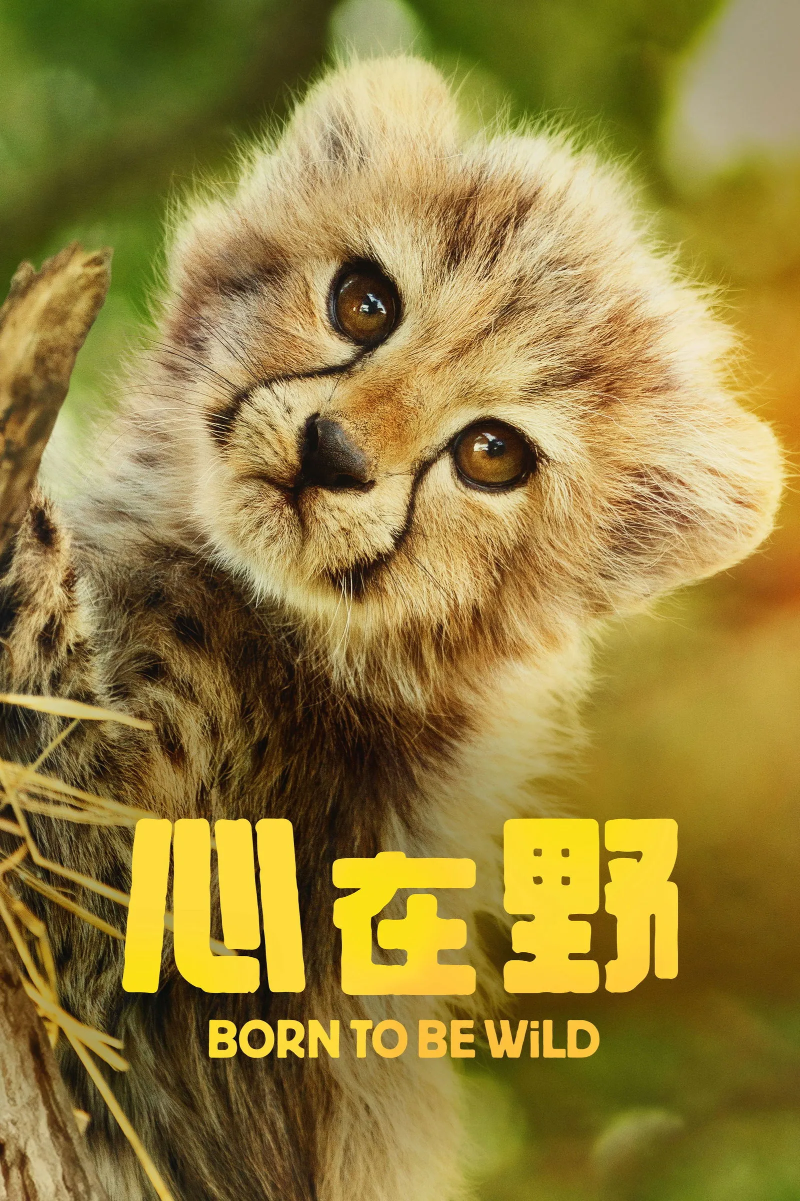 ซีรีส์ Born to Be Wild ซับไทย ครบทุกตอน คมชัด HD